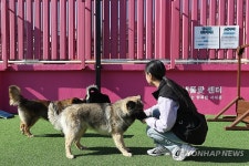 서대문구 '이삿날 댕댕이 저희가 돌봐드려요'