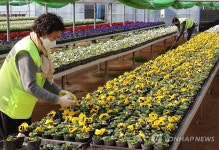 출하 앞두고 단장 중인 봄철 초화