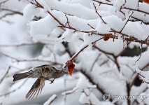 폭설은 보릿고개…까치밥 먹는 직박구리