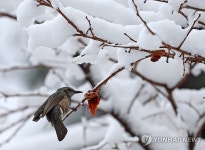 폭설은 보릿고개…까치밥 먹는 직박구리