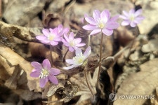 기습한파에 장성 백암산·입암산 봄꽃 개화 늦어져