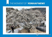 [모멘트] 활짝 핀 광양 소학정 매화