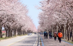 꽃 보고 재미도 만끽…강원 방문의 해 봄나들이 오세요