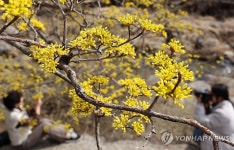 구례 반곡마을 산수유 개화