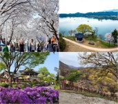 [제천소식] 청풍호 벚꽃축제 내달 5일 개막