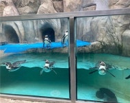 대전오월드 동물 정형행동…환경단체 동물복지 시설 개선해야