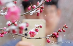눈옷 입은 홍매화