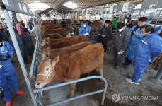 방역복 입고 경매…구제역 긴장감 속 열린 고령우시장