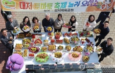 대저 토마토 축제 22일 부산 강서체육공원서 개막
