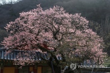 [장성소식] 백양사 고불매 축제 29∼30일…사전 예약