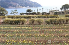 수선화로 물든 거제 공곶이
