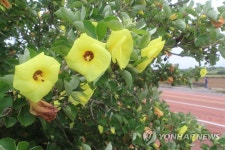 제주 세미맹그로브숲 조성 시동…식목일 기념 나무심기 행사