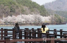 벚꽃과 복사꽃의 향연…세종서 4월 봄꽃 축제 잇달아