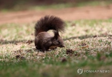 봄이 찾아온 숲속의 청설모…강릉 초당동 숲
