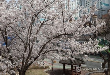 벚꽃 활짝 핀 부산