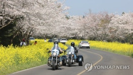 샛노란 봄의 향연…29∼30일 녹산로에서 서귀포유채꽃축제