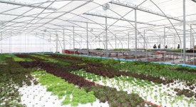 태안 청년농 지능형 농장 개소…0.3㏊에 유럽상추 재배