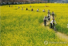 6ha의 드넓은 유채꽃 바다…삼척맹방유채꽃축제 내달 4일 개막