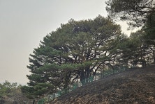 화마로 일부 훼손된 천연기념물 만지송