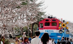 벚꽃 핀 경화역에서 꽃구경