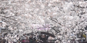 진해군항제 여좌천 벚꽃 개화