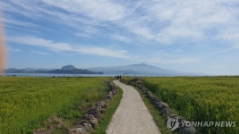 서귀포 가파도 청보리축제 내달 4일 개막