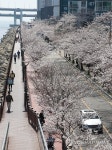 부산 민락수변로 벚꽃 장관