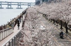 부산 민락수변로 벚꽃 장관