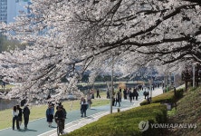 부산 온천천시민공원 벚꽃 활짝