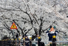 부산 온천천시민공원, 만개한 벚꽃 아래에서