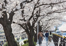 부산 온천천시민공원, 만개한 벚꽃 아래에서