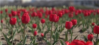 청주 무심천·문암생태공원 튤립 꽃망울 톡톡