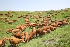 평창군, 축산업 현황 파악 전수조사…맞춤형 축산정책 수립