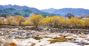 [걷고 싶은 길] 지리산 봄 마중, 구례 산수유 길