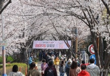 강서 낙동강 30리 벚꽃축제