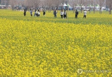 부산 대저생태공원 유채꽃 활짝