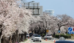 경포벚꽃축제장 향하는 차량