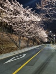 서초구, 여의천·도구머리공원에 벚꽃조명 가동