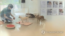 원주시, 2025년 유기 동물 임시보호제 운영