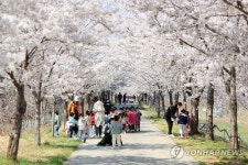 활짝 핀 벚꽃과 즐거운 동심…동해시 전천