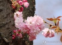 Naver 搜索结果照片 1