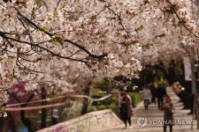 궂은 날씨 속 벚꽃 구경