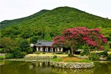 진도 운림산방 배롱나무, 올해의 나무 선정