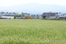 넘실넘실 청보리의 계절