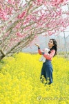 "분홍빛으로 물든 경북 청도로 오세요"