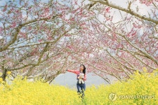 "분홍빛으로 물든 경북 청도로 오세요"