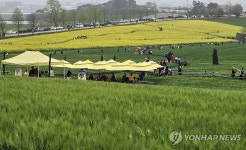 [픽! 고창] 폭싹 속았수다 촬영 고창 학원농장 청보리밭 장관