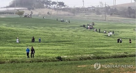 고창 학원농장 청보리밭