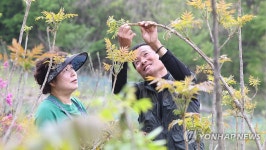 즐거운 옻순 따기