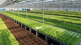 롯데마트, 올해 스마트팜 농산물 50여개 품목으로 확대